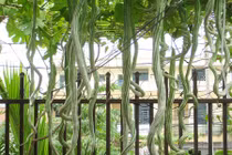 Chi tiết thú vị loài cây ngoằn ngoèo như rắn, hoa đẹp lạ