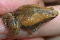 Kỳ thú nhái bầu hoa bé nhưng rất “to mồm” ở VN