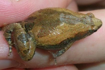 Kỳ thú nhái bầu hoa bé nhưng rất “to mồm” ở VN