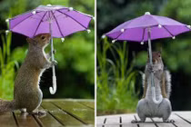 Sóc “sang chảnh” làm điệu với ô cực yêu 