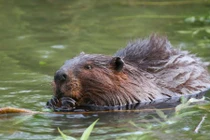 Kỳ thú loài chuột xạ hương vừa thơm vừa bơi lặn rất giỏi