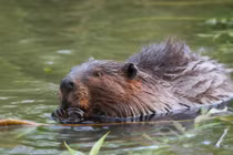 Kỳ thú loài chuột xạ hương vừa thơm vừa bơi lặn rất giỏi