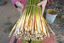 Thích thú khám phá về cây cỏ năn bộp nổi tiếng Bạc Liêu