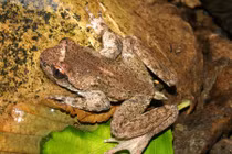 Sự thật bất ngờ về loài ếch có đuôi