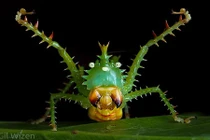 Lạ lùng loài châu chấu nhím có gai tua tủa, như "chống" cả TG