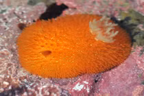 Điểm danh động vật biển nhắc đến nghĩ ngay tới... món ăn 