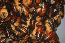 Điểm danh vật nuôi quái đản không ngờ 