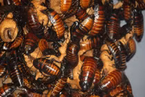 Điểm danh vật nuôi quái đản không ngờ 