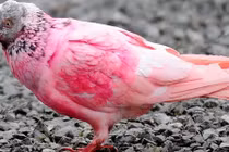 Kinh ngạc chú chim bồ câu màu hồng bỗng dưng xuất hiện ở Anh 
