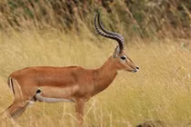 Những khám phá mới cực thú vị về loài linh dương