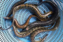 Khám phá thú vị cá chạch lấu, nổi tiếng ĐBSCL