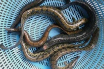 Khám phá thú vị cá chạch lấu, nổi tiếng ĐBSCL