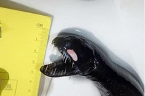 Dựng tóc gáy với sinh vật biển vừa đen vừa xấu 