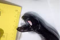 Dựng tóc gáy với sinh vật biển vừa đen vừa xấu 