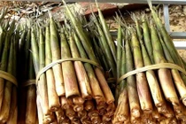 Khám phá về loài măng sặt đặc sản Yên Bái
