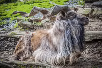 Những cặp sừng kỳ quái nhất thế giới động vật 