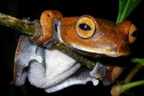 Giải bí ẩn về ếch ma cà rồng chỉ sống ở Việt Nam