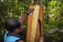 Bất ngờ những loài cây ngư dân Việt hay dùng bắt cá