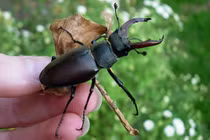 Bọ cánh xấu xí đứng đầu top thú cưng đắt đỏ nhất thế giới