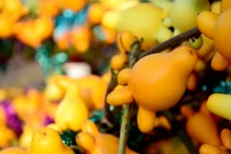 Điều ít người biết về quả dư thừa có chất độc chết người