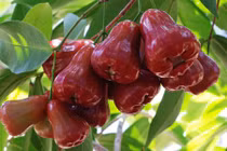 Quả roi và những khám phá gây choáng