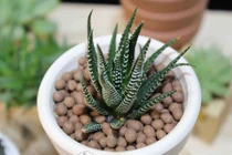 Tiết lộ khám phá thú vị về cây sen móng rồng