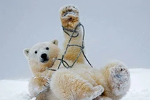 Bộ ảnh vui nhộn: Gấu trắng bị vướng vào dây thừng