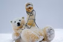 Bộ ảnh vui nhộn: Gấu trắng bị vướng vào dây thừng