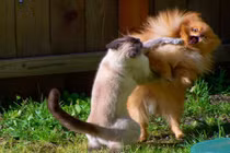 Đau bụng cười xem động vật biến mình thành Ninja 