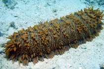 Bất ngờ trước sự thật về hải sâm