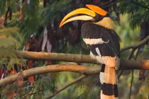 Khám phá loài chim cổ, giống trên mặt trống đồng có ở VN