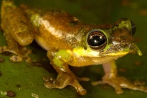 Kỳ thú loài ếch có chiếc mũi dài ra giống Pinocchio