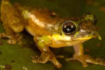 Kỳ thú loài ếch có chiếc mũi dài ra giống Pinocchio