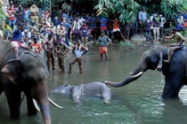 "Sao" quốc tế phẫn nộ vụ voi mẹ chết vì ăn trái cây... nhét pháo 