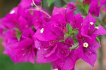 Sự thật thú vị về cây hoa giấy ít người biết đến