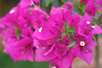 Sự thật thú vị về cây hoa giấy ít người biết đến