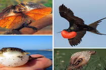 Kỳ thú xem các loài động vật siêu co giãn