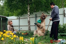 Cặp đôi người Nga "lập dị" nuôi gấu khổng lồ làm thú cưng