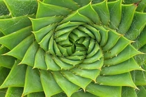 Kỳ thú dãy số Fibonacci trong thế giới tự nhiên 