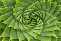 Kỳ thú dãy số Fibonacci trong thế giới tự nhiên 