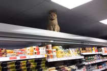 Kỳ lạ mèo làm bảo vệ ở siêu thị rất chuyên nghiệp 