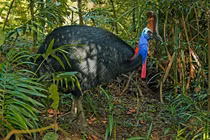 Đáng sợ loài chim khổng lồ giết người chỉ với một cú đá móc