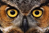 Khám phá sự thật đầy bí ẩn về loài cú 