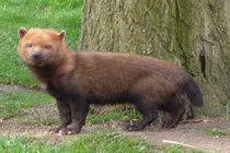 Những giống chó hoang hiếm nhất thế giới 