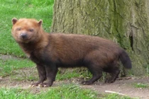 Những giống chó hoang hiếm nhất thế giới 