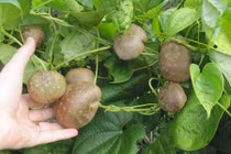 Khám phá thú vị về cây khoai tây dây leo Việt Nam trồng được