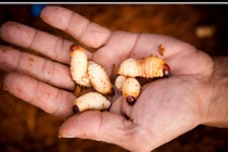 Khám phá bất ngờ về con đuông dừa đặc sản Việt Nam 