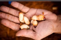 Khám phá bất ngờ về con đuông dừa đặc sản Việt Nam 