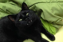 Ngộ nghĩnh chú mèo ma cà rồng vừa đáng sợ vừa đáng yêu