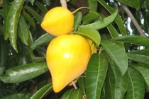 Điều thú vị í biết về quả lê ki ma